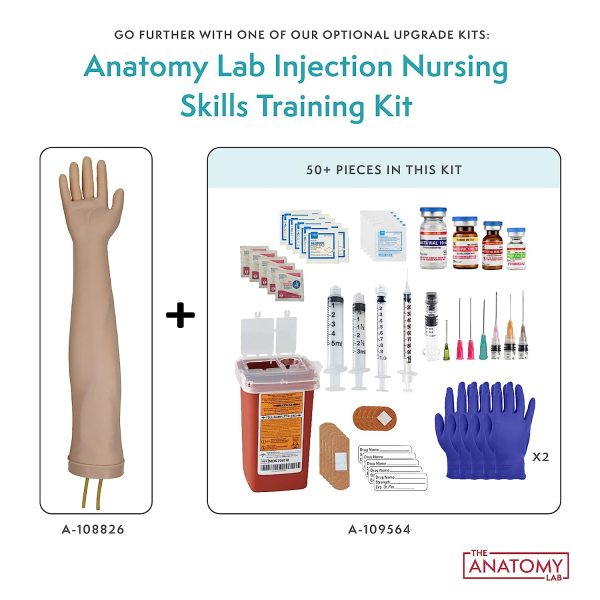 Anatomy Lab Premium IV and Venipuncture Training Kit, Practice Arm for Venipuncture Skills, Phlebotomy Practice, Clinical Nursing Training, 25+ Piece Kit, Durable & Realistic with 1 Year Warranty - Image 7