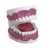 Dental Care Model (28pcs) AR-K2 ARI