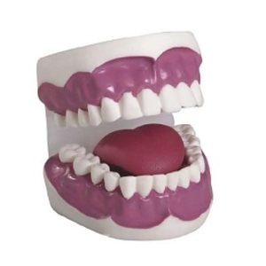 Dental Care Model (28pcs) AR-K2 ARI