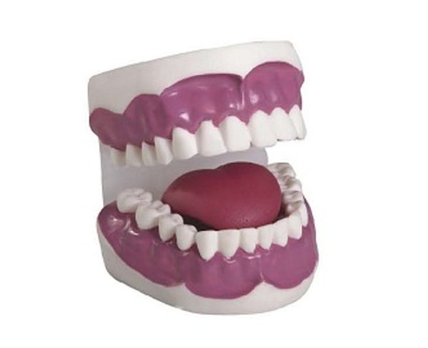 Dental Care Model (28pcs) AR-K2 ARI