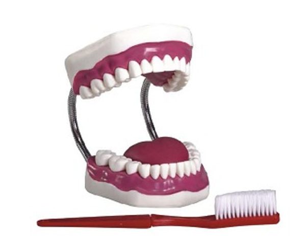 Dental Care Model (28pcs) AR-K1 ARI