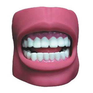 Dental Care Model (with Cheek) AR-K4 ARI