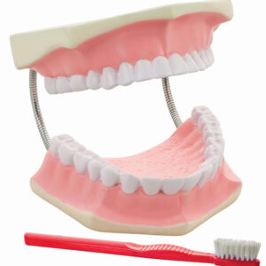 Dental Care Model - Giant 3 times life size