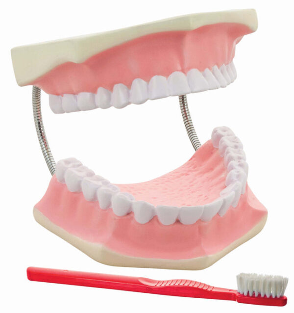 Dental Care Model - Giant 3 times life size