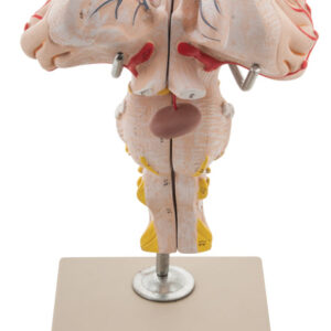 Brain Stem
