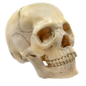 Didactic Mini Skull Natural Color - 15 Pieces Magnetic Mounting