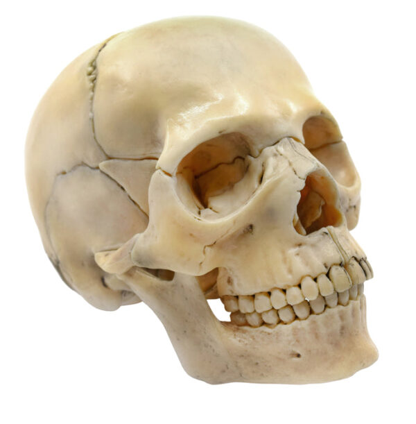Didactic Mini Skull Natural Color - 15 Pieces Magnetic Mounting