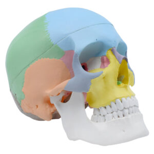 Didactic Human Adult Skull Anatomical Model 3 Part - Color Coded