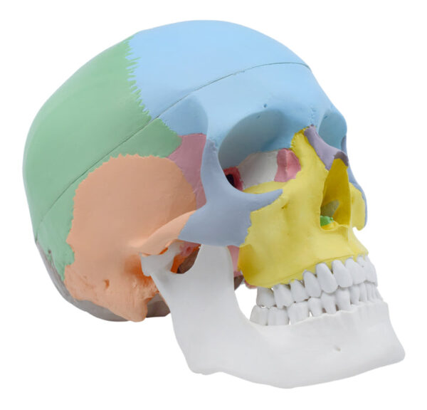 Didactic Human Adult Skull Anatomical Model 3 Part - Color Coded