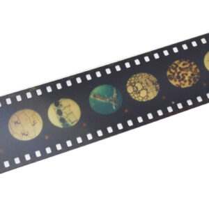 Multi-Slide Viewer Set - Includes One Slide Strip & Instructions - Easy To Use - Eisco Labs