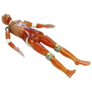 PH-2  Whole Body Phantom "PBU-50" (Shipped from abroad)