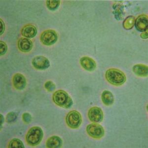 Chlorella