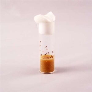 Drosophila Melanogaster - Live - Ebony Body Culture