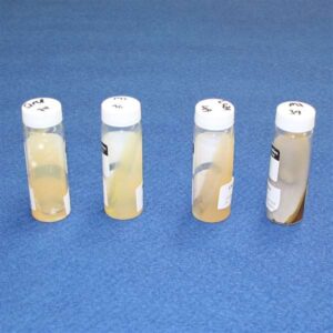 Lactobacillus bulgaricus