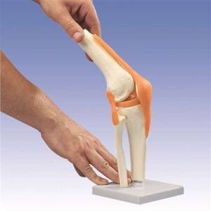 Knee Joint Model