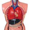 Medical Teaching Mannequin