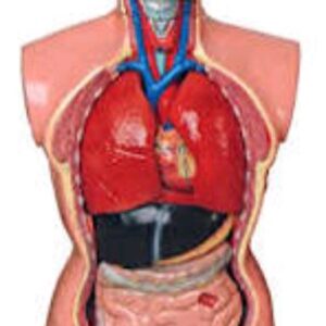 Medical Teaching Mannequin