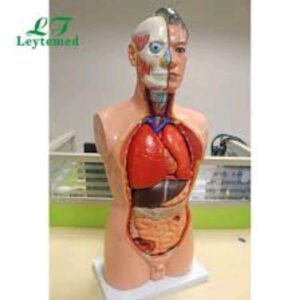 Anatomy Model Torso 85cm