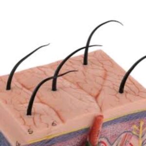 Anatomy Of The Skin
