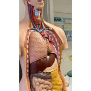Anatomy Model Torso