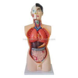 Anatomy Model
