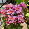Chrysanthemus Mix  27cm