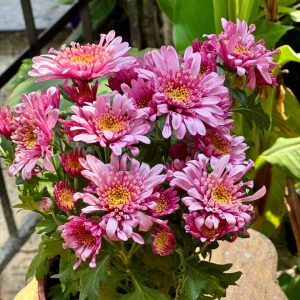 Chrysanthemus Mix  27cm