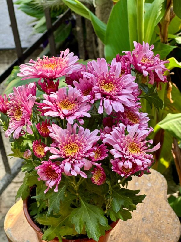Chrysanthemus Mix  27cm