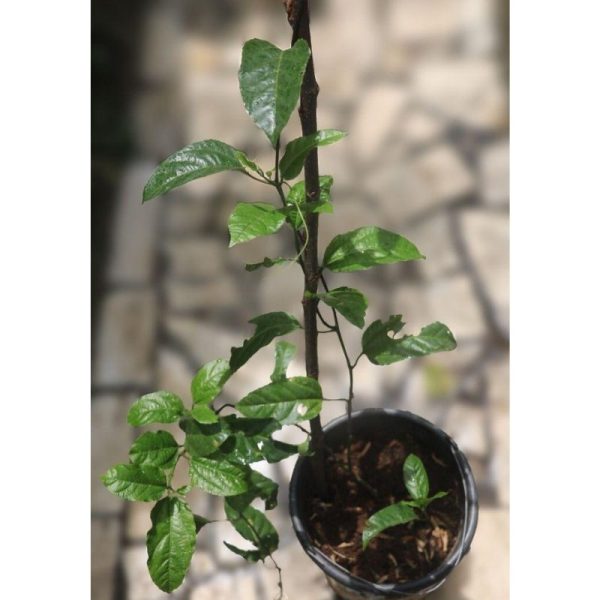 Passion Fruit Tree