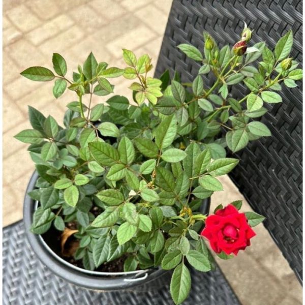 Patio Red  Rose