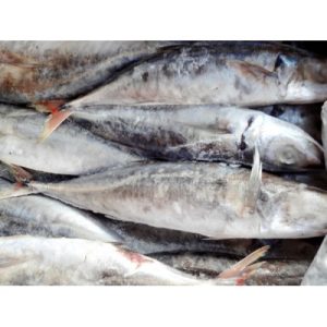 Horse Mackerel ? min buy
