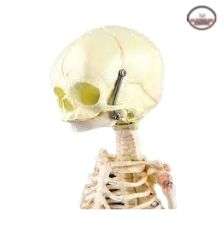 Skeleton and Bone Models