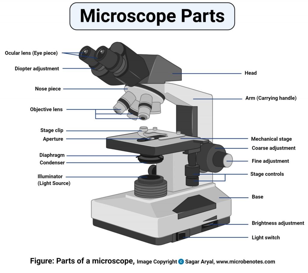 microscope diagram, diagram of microscope