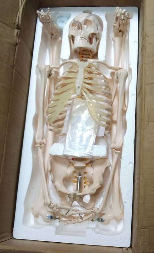 Full adult Skeleton