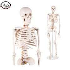 Full Adult Model Skeleton