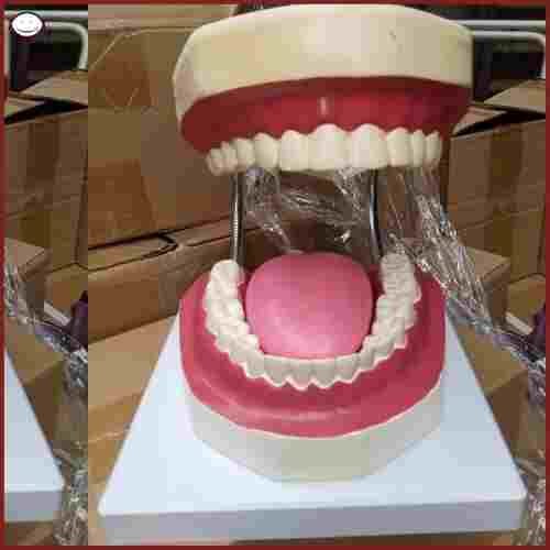 Teeth and Tongue Model