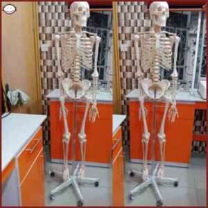 Adult Model Skeleton