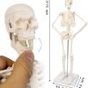 2023 Newest Design Human Skeleton Model for Anatomy,17.7“ High Scientific Anatomy Human Body Model,with Movable Arms and Legs Bones Structures,Whole Spine and Ribs of The Skeleton Model are Integrated - Image 5