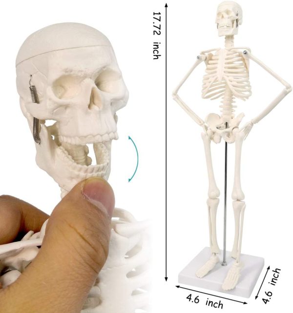 2023 Newest Design Human Skeleton Model for Anatomy,17.7“ High Scientific Anatomy Human Body Model,with Movable Arms and Legs Bones Structures,Whole Spine and Ribs of The Skeleton Model are Integrated - Image 5