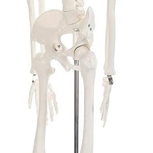 Alikeke Anatomy Lab Human Skeleton Model, 8" Mini Skeleton Replica Mounted to Base for Display, with Removable Skull Cap, Movable Arms and Legs, and Details of Human Bones