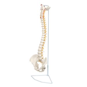 Axis Scientific Spine Model, 34" Life Size Spinal Cord Model with Vertebrae, Nerves, Arteries, Lumbar Column, and Male Pelvis, Includes Stand, Detailed Product Manual