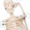 2023 Newest Design Human Skeleton Model for Anatomy,17.7“ High Scientific Anatomy Human Body Model,with Movable Arms and Legs Bones Structures,Whole Spine and Ribs of The Skeleton Model are Integrated - Image 4