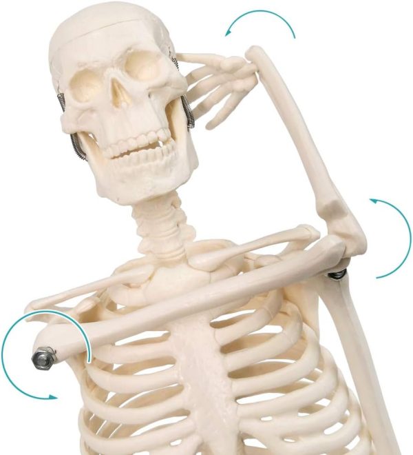 2023 Newest Design Human Skeleton Model for Anatomy,17.7“ High Scientific Anatomy Human Body Model,with Movable Arms and Legs Bones Structures,Whole Spine and Ribs of The Skeleton Model are Integrated - Image 4