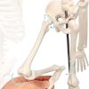 2023 Newest Design Human Skeleton Model for Anatomy,17.7“ High Scientific Anatomy Human Body Model,with Movable Arms and Legs Bones Structures,Whole Spine and Ribs of The Skeleton Model are Integrated - Image 3