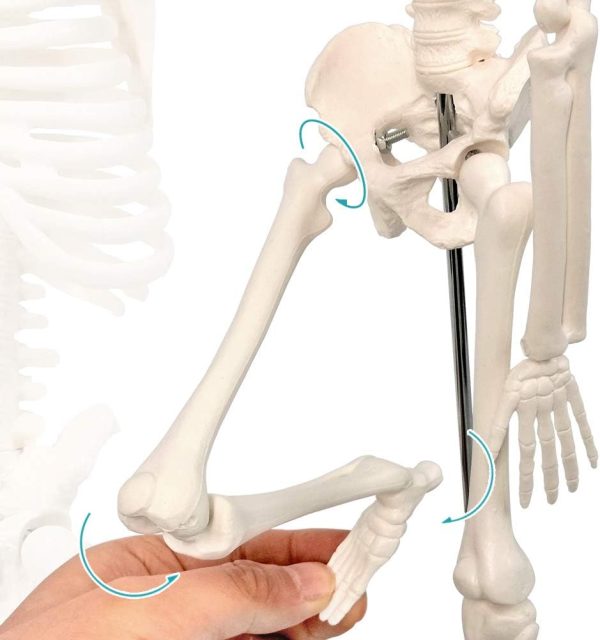 2023 Newest Design Human Skeleton Model for Anatomy,17.7“ High Scientific Anatomy Human Body Model,with Movable Arms and Legs Bones Structures,Whole Spine and Ribs of The Skeleton Model are Integrated - Image 3