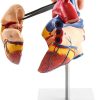 QWORK Human Heart Model, Anatomically Accurate Numbered 2-Part Life Size Heart Medical Model with 34 Anatomical Structures, Held Together with Magnets on Base - Image 4