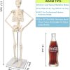 2023 Newest Design Human Skeleton Model for Anatomy,17.7“ High Scientific Anatomy Human Body Model,with Movable Arms and Legs Bones Structures,Whole Spine and Ribs of The Skeleton Model are Integrated - Image 7