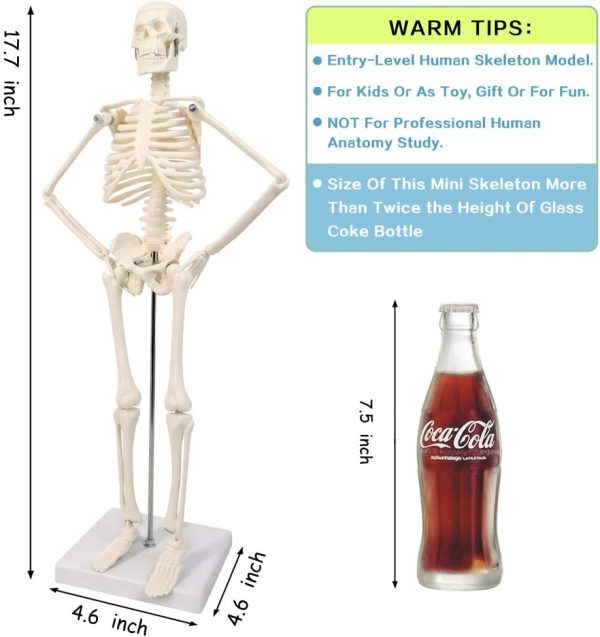 2023 Newest Design Human Skeleton Model for Anatomy,17.7“ High Scientific Anatomy Human Body Model,with Movable Arms and Legs Bones Structures,Whole Spine and Ribs of The Skeleton Model are Integrated - Image 7