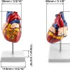 QWORK Human Heart Model, Anatomically Accurate Numbered 2-Part Life Size Heart Medical Model with 34 Anatomical Structures, Held Together with Magnets on Base - Image 6