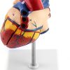 QWORK Human Heart Model, Anatomically Accurate Numbered 2-Part Life Size Heart Medical Model with 34 Anatomical Structures, Held Together with Magnets on Base - Image 7